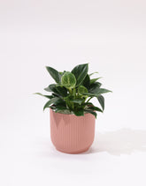 نبات فيلودندرون حوض بلاستيك مخطط باللون الزهري